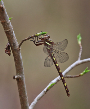 Cordulegaster bilineata, female